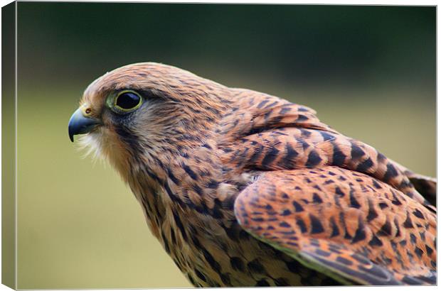 Kestrel Profile Canvas Print by Sandi-Cockayne ADPS