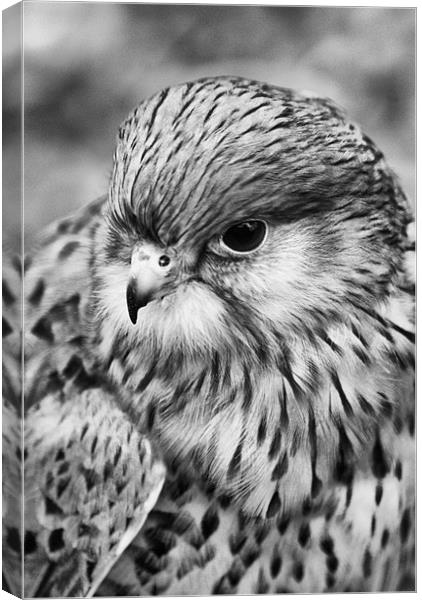 Kestrel Profile B & W Canvas Print by Sandi-Cockayne ADPS