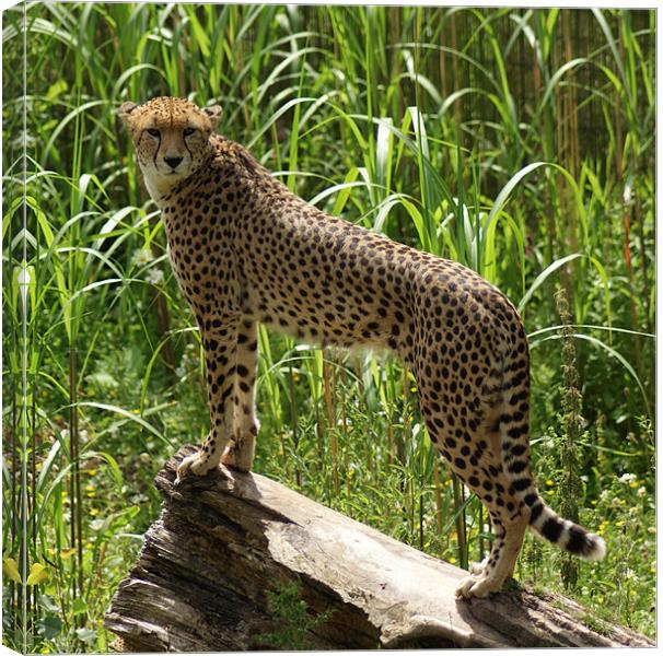 Cheetah ~ Acinonyx Jubatus Canvas Print by Sandi-Cockayne ADPS