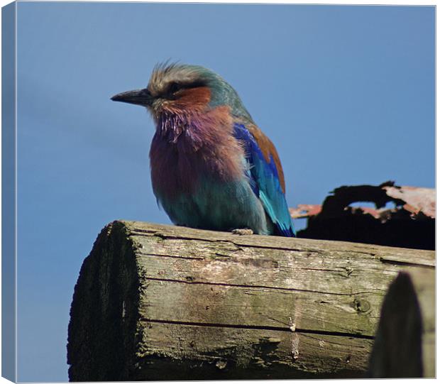 Lilac Breasted Roller Canvas Print by Sandi-Cockayne ADPS