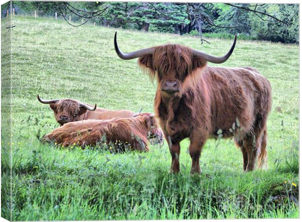 Longhorned Scottish Highland Cows Canvas Print by Sandi-Cockayne ADPS