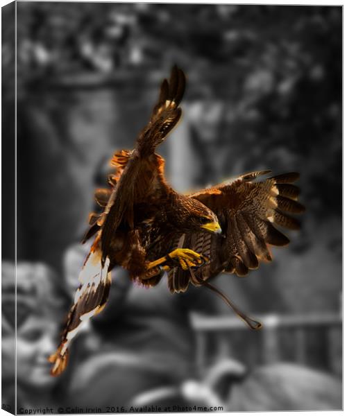 Hawk at York Canvas Print by Colin irwin