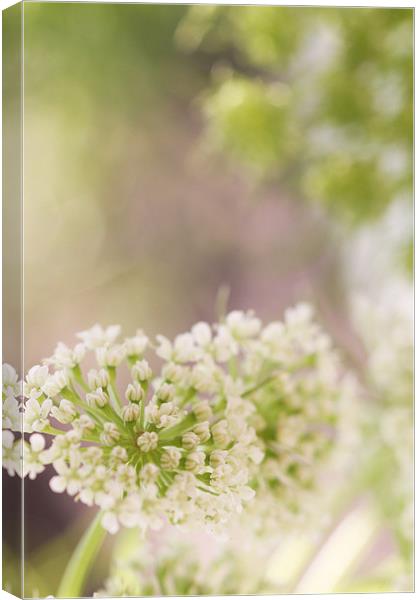 Dill Flower Canvas Print by piera catalano