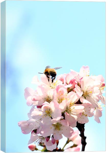 First spring bee Canvas Print by piera catalano