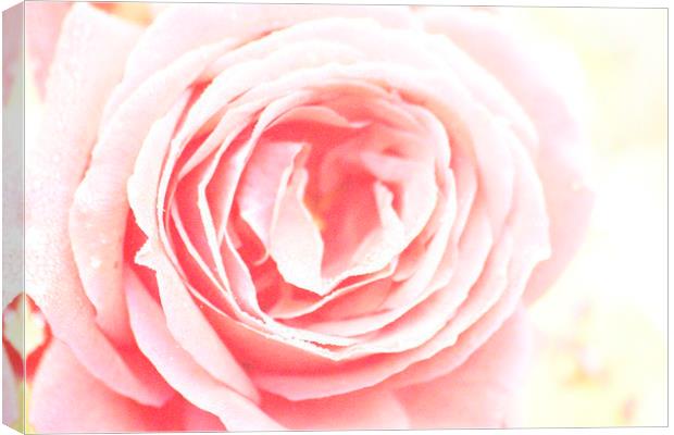 Scent Of A Rose Canvas Print by Samantha Higgs