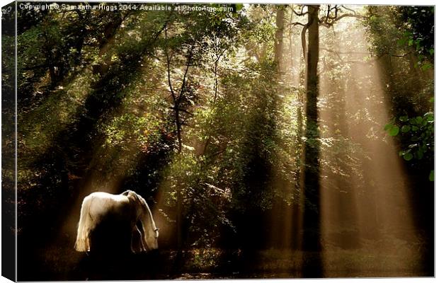  Horse In The Mist Canvas Print by Samantha Higgs
