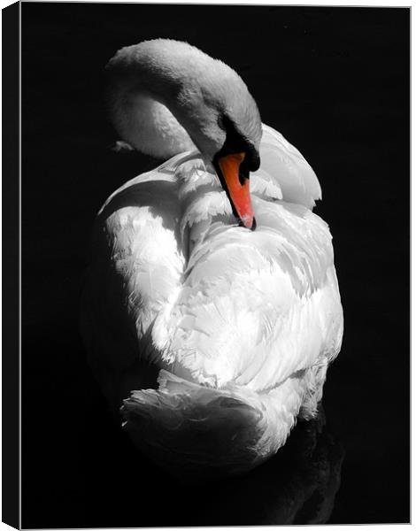 Swan Canvas Print by Samantha Higgs