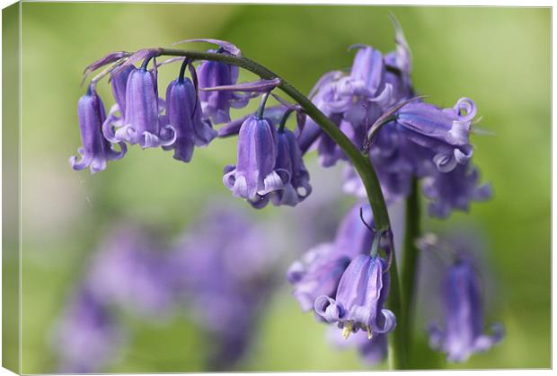 Bluebell Canvas Print by Samantha Higgs