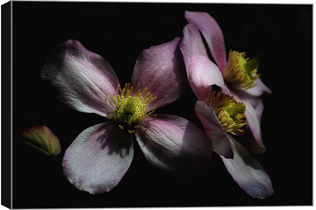 Clematis Canvas Print by Samantha Higgs