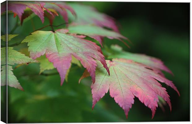 Colours of Autumn Canvas Print by Elan Tanzer