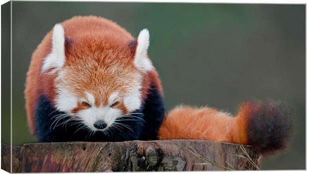Red Panda Canvas Print by Orange FrameStudio