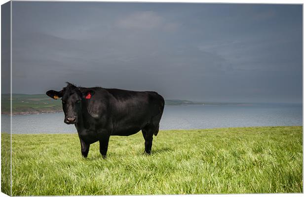 Cow at Mull of Galloway Canvas Print by Orange FrameStudio