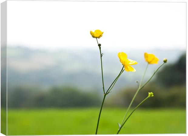 Buttercups On The Moors Canvas Print by Simon Friend