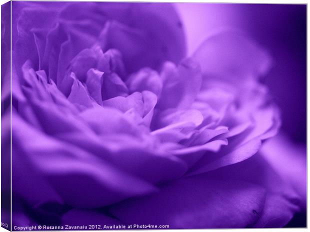 Purple Haze.. Canvas Print by Rosanna Zavanaiu