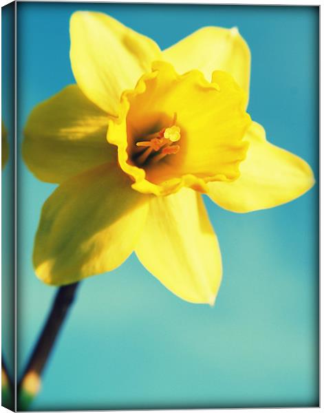 Daffodils sunshine Canvas Print by Rosanna Zavanaiu