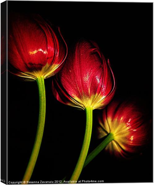 tulips in red.. Canvas Print by Rosanna Zavanaiu