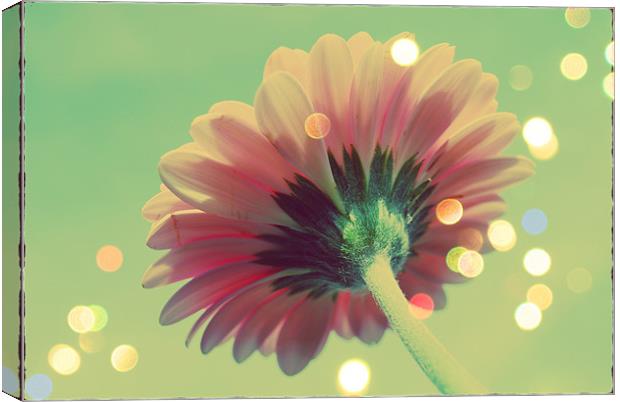 Dreamy Bokeh Canvas Print by Rosanna Zavanaiu