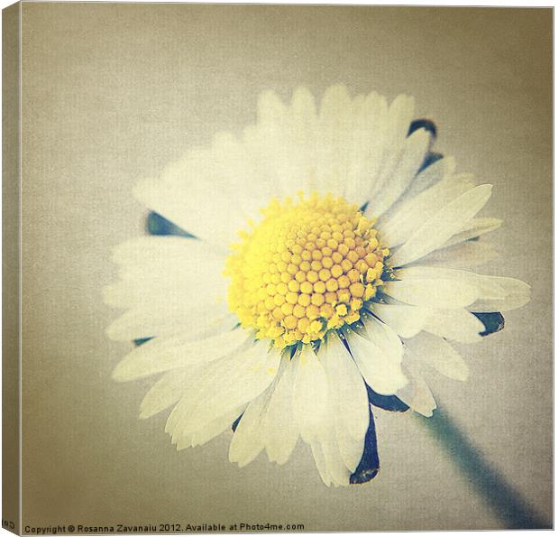 One single daisy. Canvas Print by Rosanna Zavanaiu