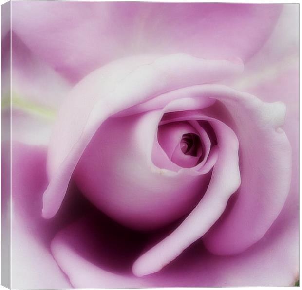 Purple rose. Canvas Print by Rosanna Zavanaiu