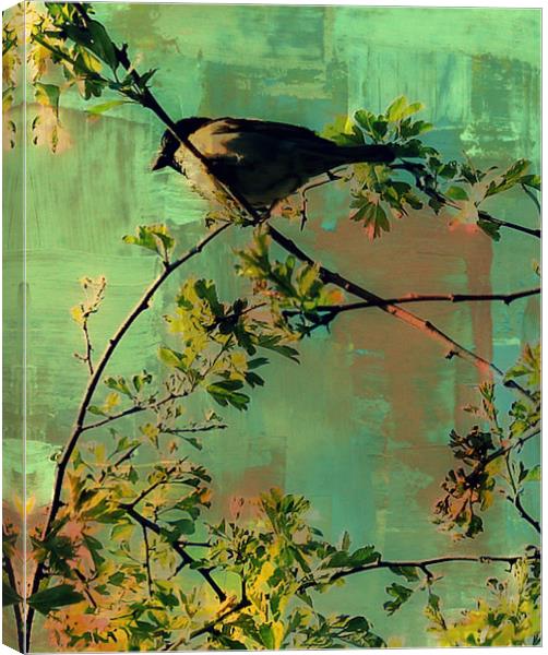 Resting bird.. Canvas Print by Rosanna Zavanaiu