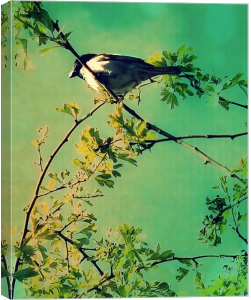 Resting Bird 2. Canvas Print by Rosanna Zavanaiu
