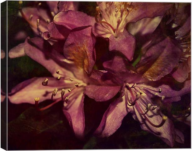 Rhododendron Florals. Canvas Print by Rosanna Zavanaiu