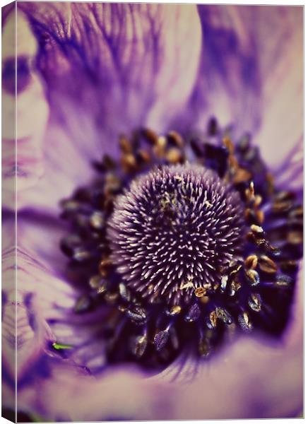 Purple Anemone. Canvas Print by Rosanna Zavanaiu