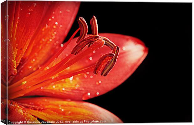 lillies 3. Canvas Print by Rosanna Zavanaiu