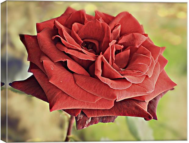 Red Rose flora. Canvas Print by Rosanna Zavanaiu