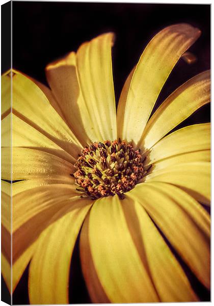 Osteospermum flora. Canvas Print by Rosanna Zavanaiu