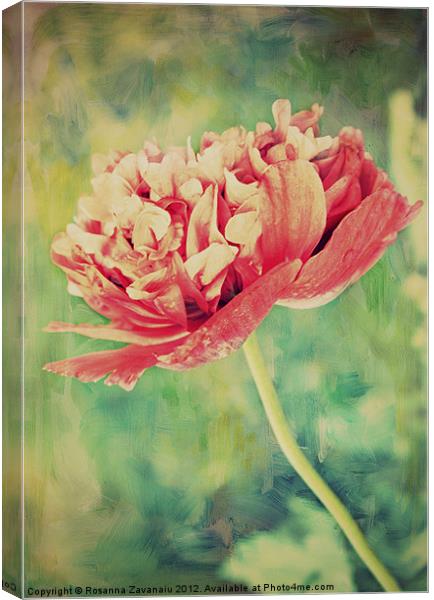 Poppy Textures. Canvas Print by Rosanna Zavanaiu