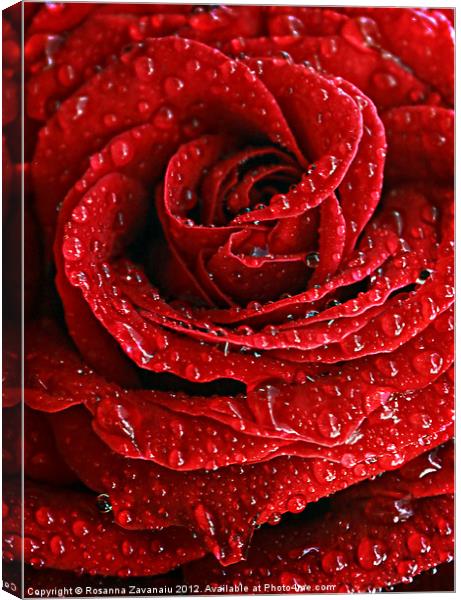 Red Rose Raindrops Canvas Print by Rosanna Zavanaiu
