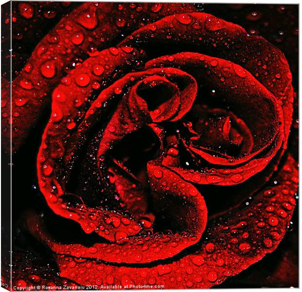 Red Rose Waterdrops Canvas Print by Rosanna Zavanaiu
