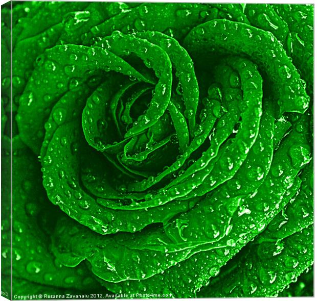 Green Rose Raindrops. Canvas Print by Rosanna Zavanaiu