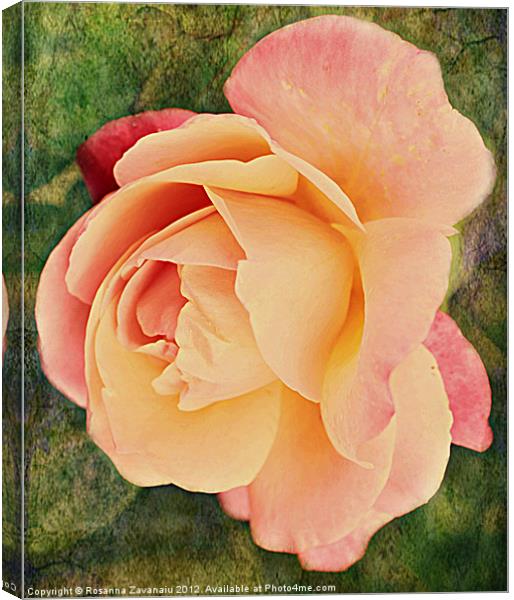 Pinkness Textured Rose. Canvas Print by Rosanna Zavanaiu