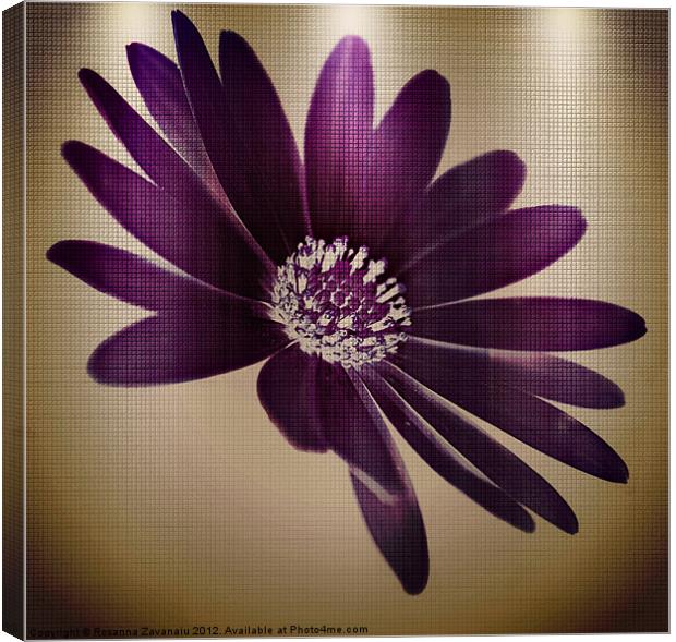 Purple Florals Canvas Print by Rosanna Zavanaiu