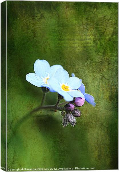 Forget-Me-Not. Canvas Print by Rosanna Zavanaiu