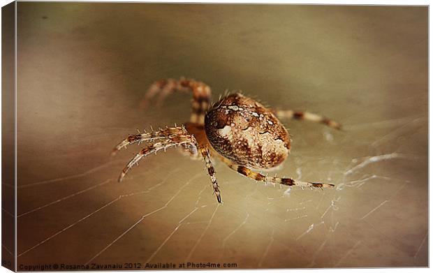 Spider In Macro Canvas Print by Rosanna Zavanaiu