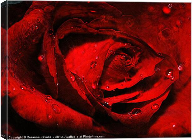 Red Rose Waterdrops. Canvas Print by Rosanna Zavanaiu