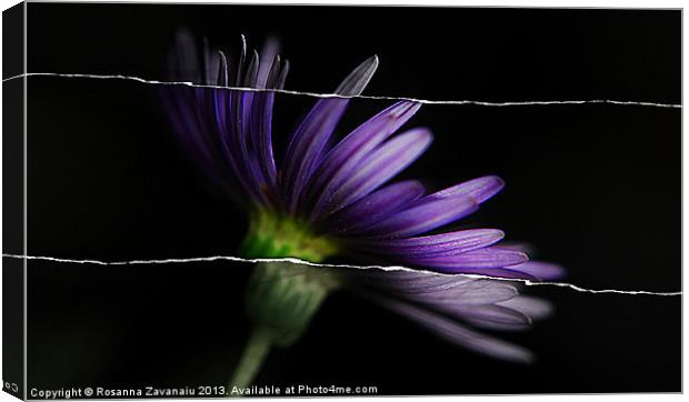 Anemone Artsy. Canvas Print by Rosanna Zavanaiu