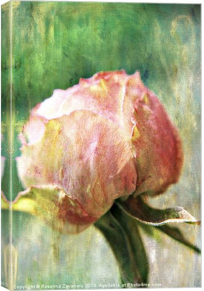 Rose Delicates Canvas Print by Rosanna Zavanaiu