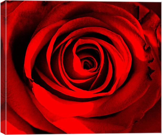 Rose Love. Canvas Print by Rosanna Zavanaiu