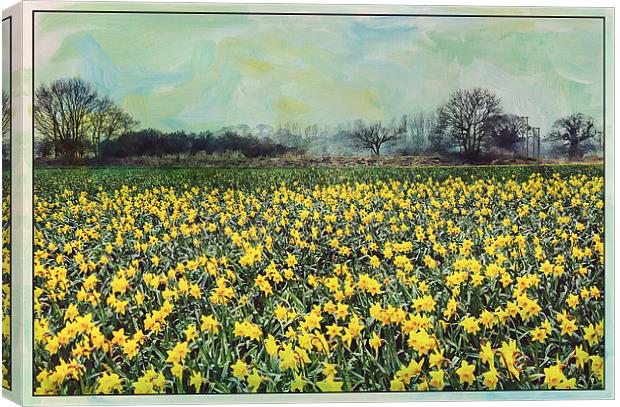 Spring Daffodil Field. Canvas Print by Rosanna Zavanaiu