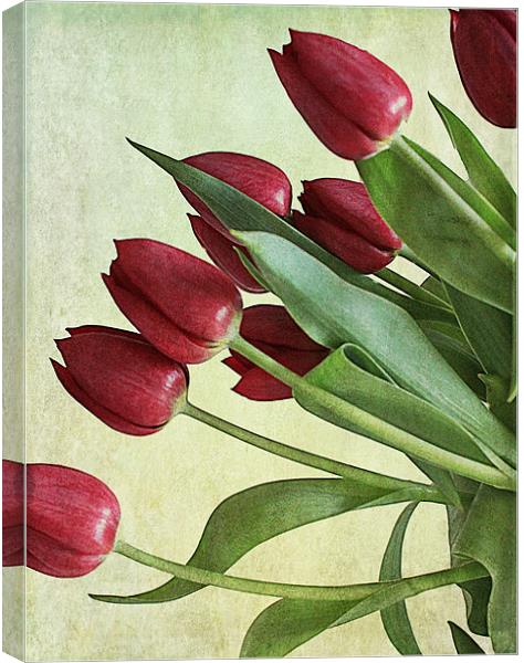 Red Tulips Canvas Print by Rosanna Zavanaiu