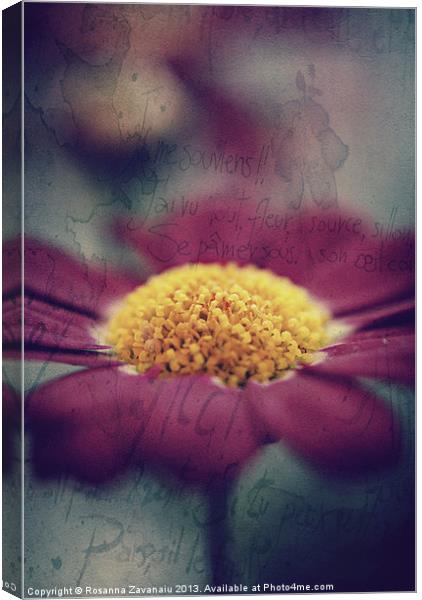 Pink Argyanthemum. Canvas Print by Rosanna Zavanaiu