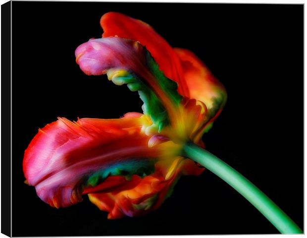 Just Tulips. Canvas Print by Rosanna Zavanaiu