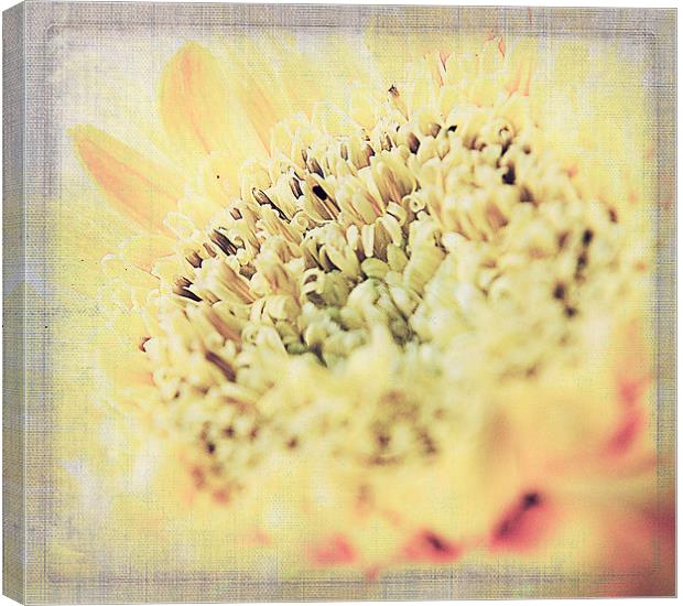 Gerbera Textures Canvas Print by Rosanna Zavanaiu