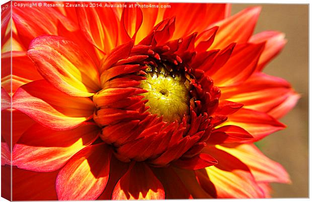  golden Dahlia .. Canvas Print by Rosanna Zavanaiu