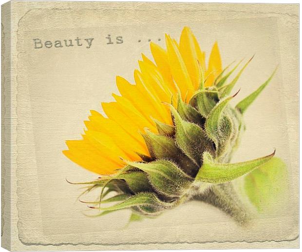  Sunflower Beauty. Canvas Print by Rosanna Zavanaiu
