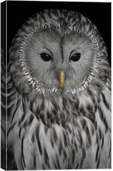 Ural Owl Canvas Print by Christine Jeffrey